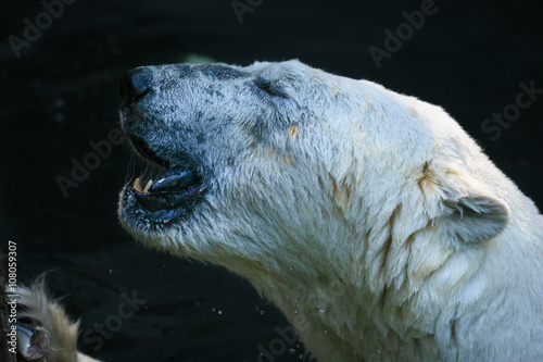 Portret van een ijsbeer. photo