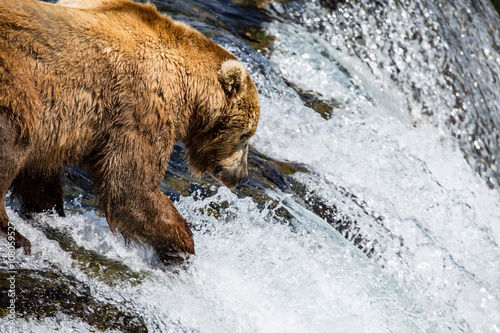 Wallpaper Mural Grizzly Bears fishing for salmon Katmai National Park Alaska Torontodigital.ca