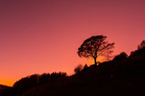 Red sky in the mountains with tree