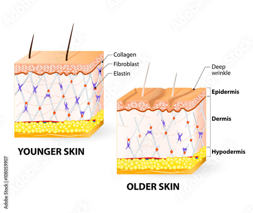 skin aging