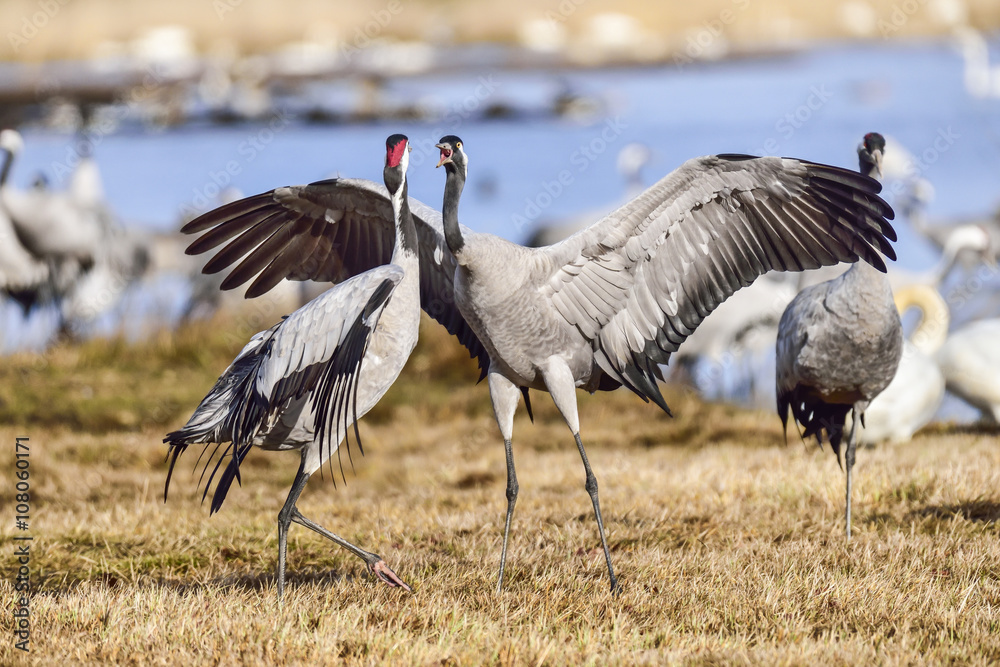 Fototapeta premium Eurasian crane