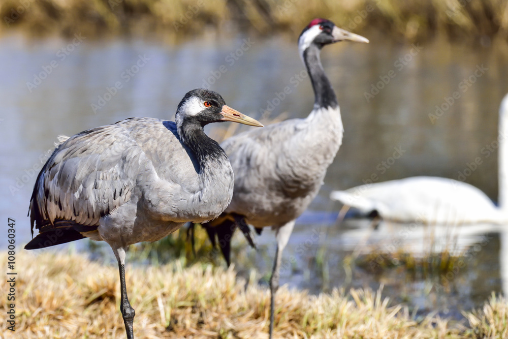 Fototapeta premium Eurasian crane