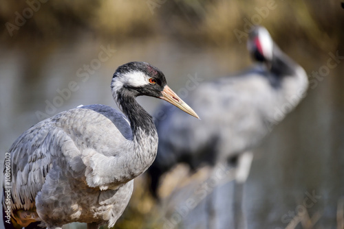 Eurasian crane