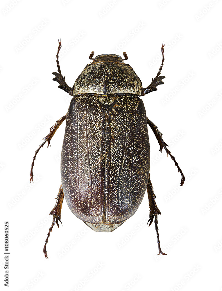 Insect Insect