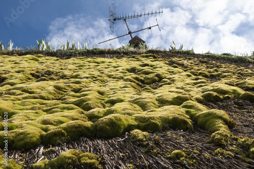 Mousse verte sur toit de chaume  photo