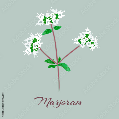 Marjoram