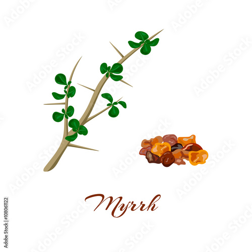 Myrrh. Commiphora myrrha.