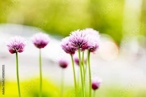 purple flowers