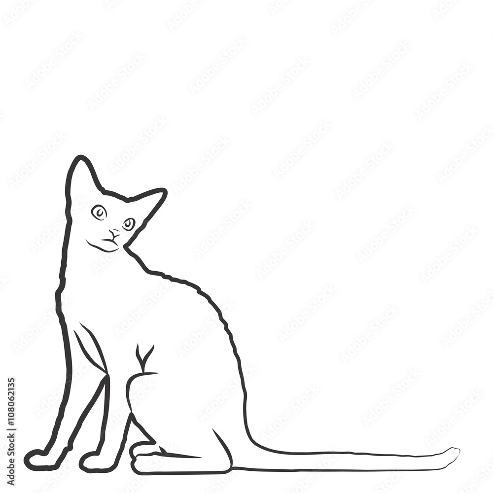 Sketch of domestic cat. 