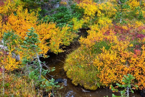 A small mountain stream flows among autumn bushes. Killen Creek Trail  Mount Adams  Washington  USA Pacific Northwest