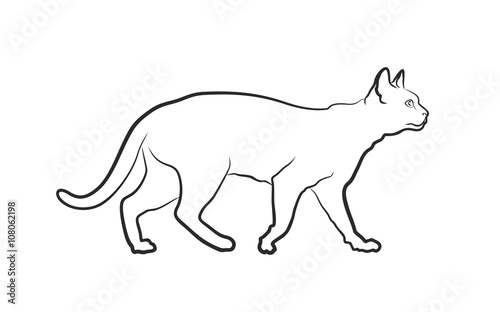 Sketch of domestic cat. 