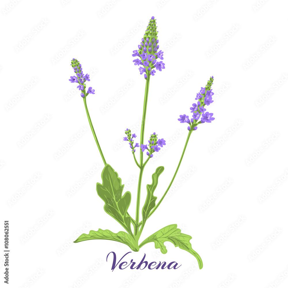 verbena