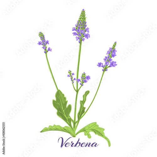 verbena