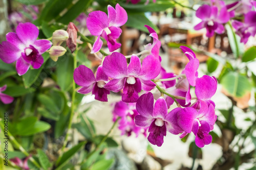 Purple orchids