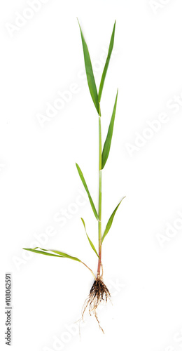 wheat sprout isolated on white