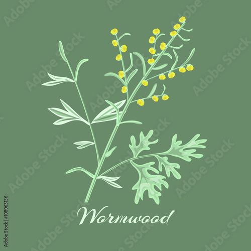 Wormwood herb.Artemisia absinthium. photo