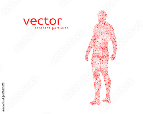 Vector illustration of human body