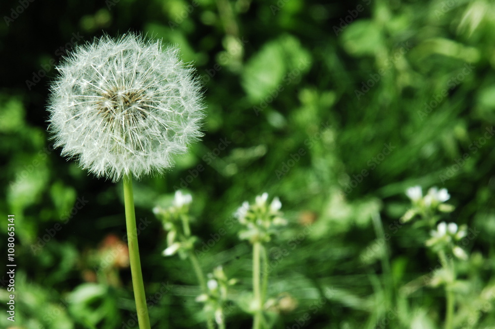 Obraz premium fleur des champs