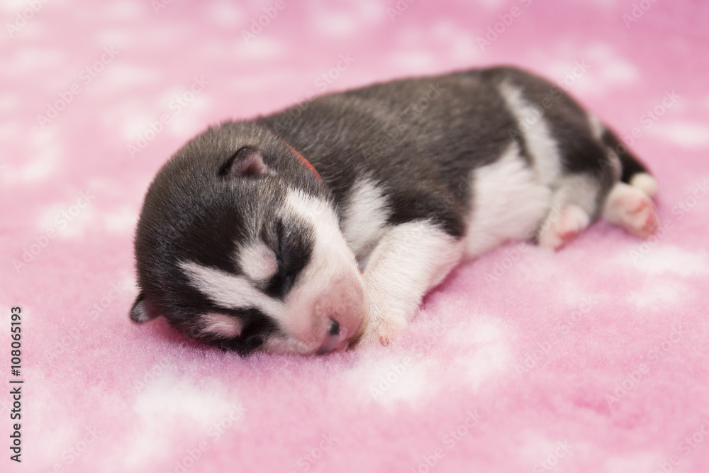husky puppy on a pink background