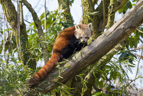Fototapeta Naklejka Na Ścianę i Meble -  Portrait of a red panda sitting in a tree