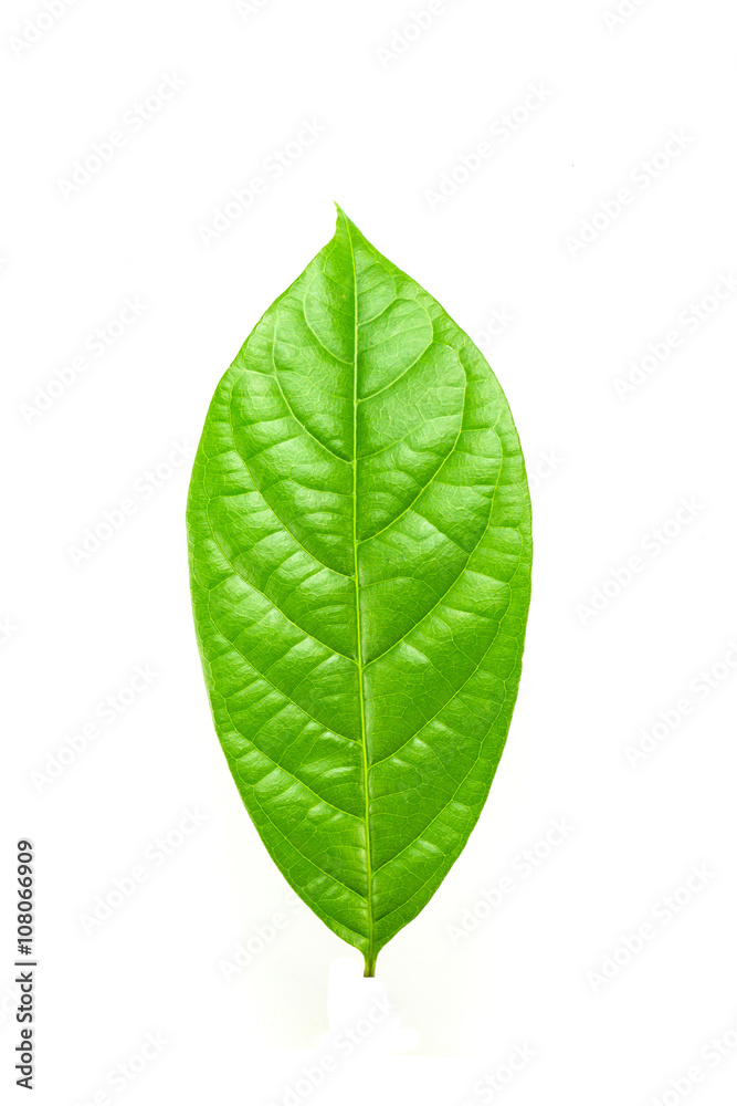 Fototapeta premium Green leaf