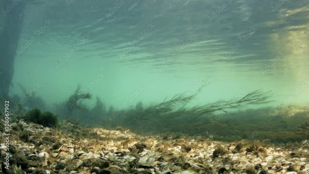 Bottom of a Fresh Water River with Mussels and Algae Bottom of a Fresh Water River with Mussels and Algae