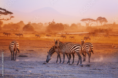 Zebras herd on savanna at sunset  Amboseli  Africa