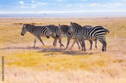 Four zebras walking in the wilderness of Africa © Sergey Novikov