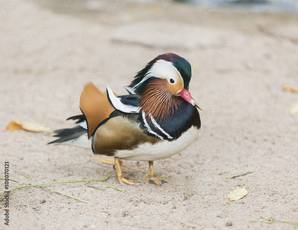 duck Mandarin duck on the sandy shores duck Mandarin duck on the sandy shores