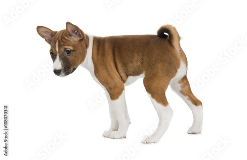 puppy Basenji in a rack on a white background