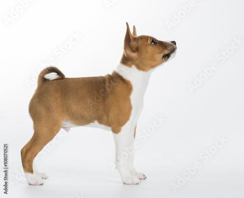cute Basenji puppy sitting isolated on white background. looking