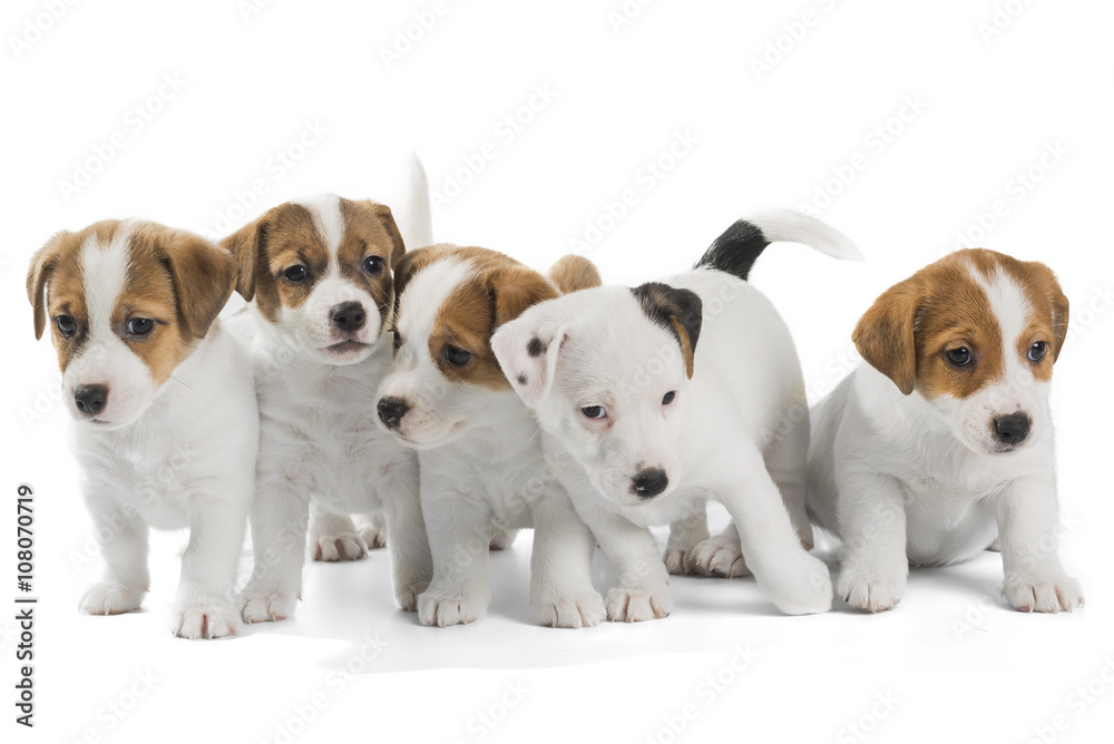 five puppies Jack Russell Terrier isolated on white background five puppies Jack Russell Terrier isolated on white background