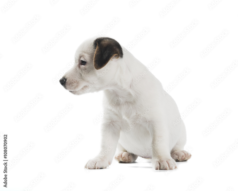Jack Russell Terrier puppy isolated on white background Jack Russell Terrier puppy isolated on white background
