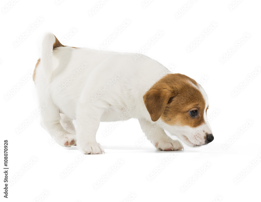 Jack Russell Terrier puppy isolated on white background