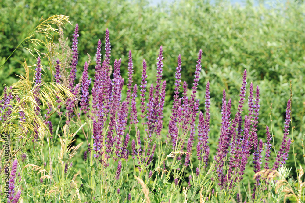Medicinal herb sage to meadow Medicinal herb sage to meadow