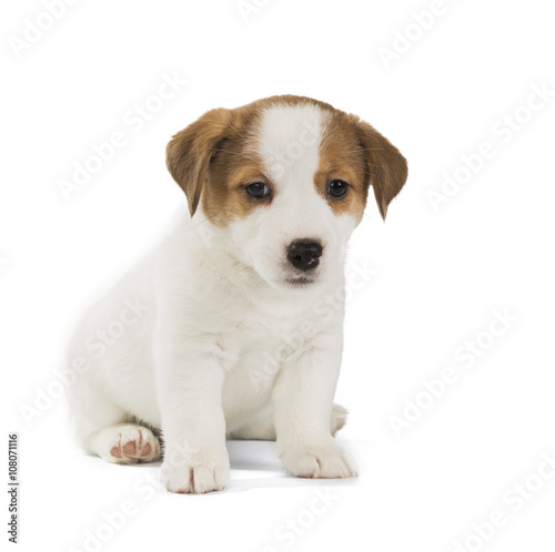 Jack Russell Terrier puppy isolated on white background