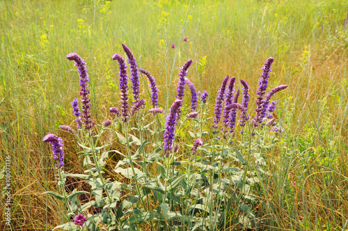 Medicinal herb sage to meadow