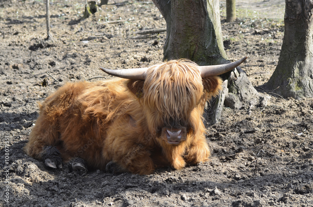 Fototapeta premium Zoology