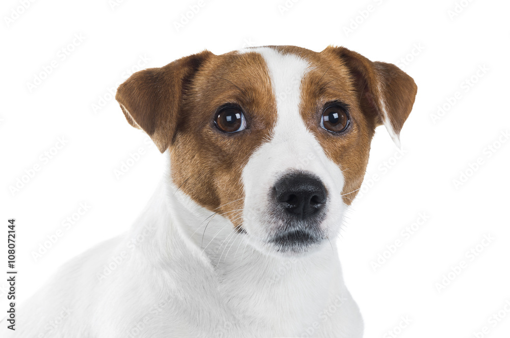 portrait of Jack Russell Terrier