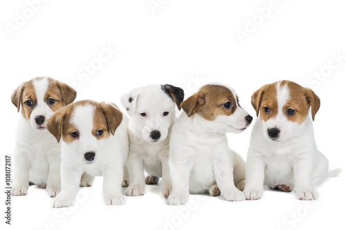 five puppies Jack Russell Terrier isolated on white background
