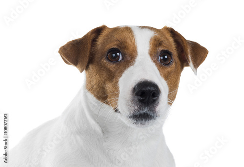 portrait of Jack Russell Terrier