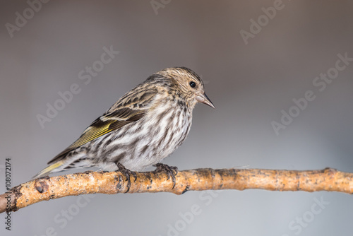 House Finch photo