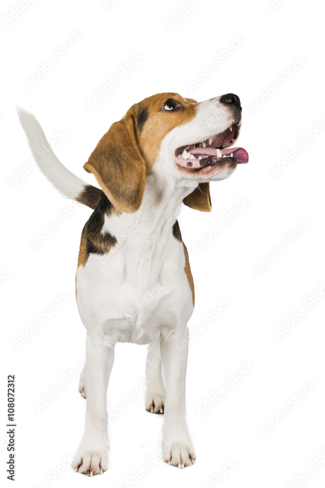 Beagle on white background