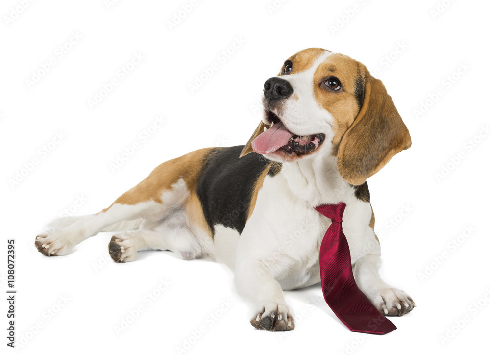 cute beagle dog isolated on white background