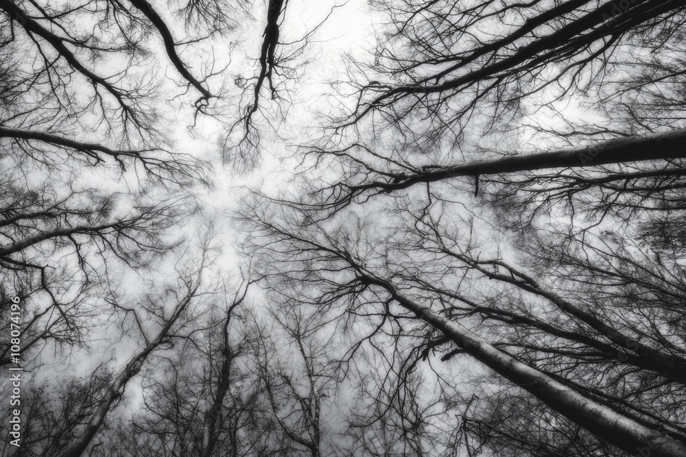 Reaching the sky - Trees growing up to the sky
