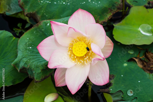 lotus flower blossom