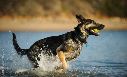 German Shepherd running fast through water with ball in her mouth