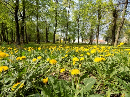 Fototapeta Naklejka Na Ścianę i Meble -  Meadow with many dandelions and deciduous trees