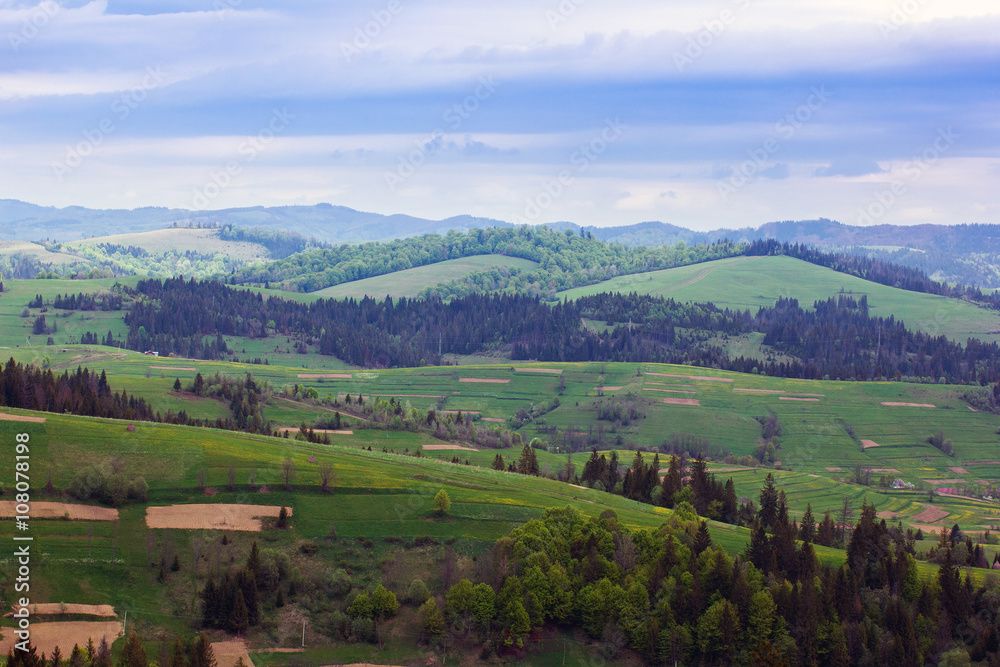 landscape of a Carpathians mountains with fir-tree and grassy va landscape of a Carpathians mountains with fir-tree and grassy va