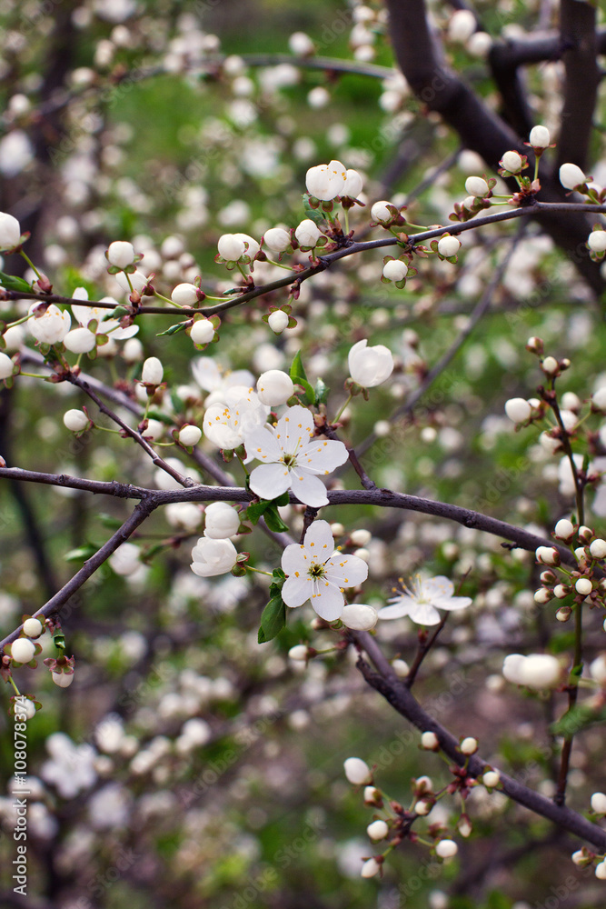 blossom spring-flowers with shallow depth of field blossom spring-flowers with shallow depth of field